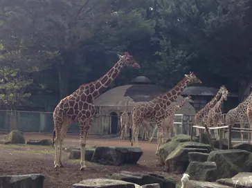 多摩動物公園に投稿された画像（2026/5/6）