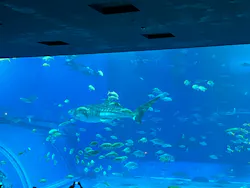 沖縄美ら海水族館に投稿された画像（2026/5/6）