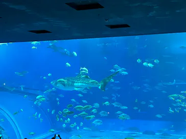 沖縄美ら海水族館に投稿された画像（2026/5/6）