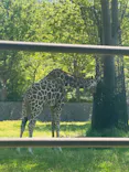 秋田市大森山動物園に投稿された画像（2026/5/6）