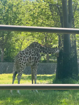 秋田市大森山動物園に投稿された画像（2026/5/6）