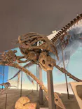 福井県立恐竜博物館に投稿された画像（2026/5/6）