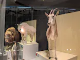 国立科学博物館に投稿された画像（2026/5/6）