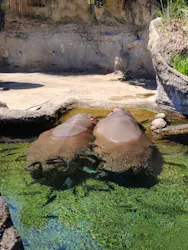 天王寺動物園に投稿された画像（2026/5/6）