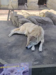 天王寺動物園に投稿された画像（2026/5/6）