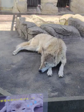 天王寺動物園に投稿された画像（2026/5/6）