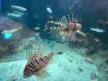 新江ノ島水族館に投稿された画像（2026/5/6）