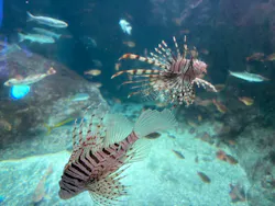 新江ノ島水族館に投稿された画像（2026/5/6）