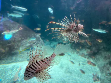 新江ノ島水族館に投稿された画像（2026/5/6）
