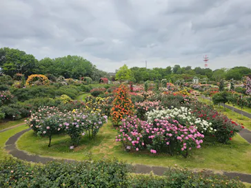 京成バラ園に投稿された画像（2026/5/6）