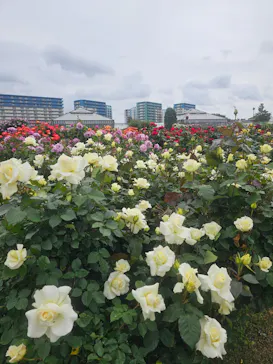 京成バラ園に投稿された画像（2026/5/6）
