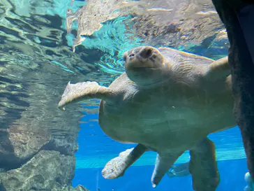名古屋港水族館に投稿された画像（2026/5/6）