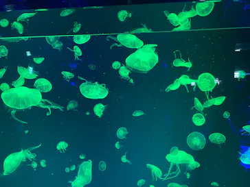 名古屋港水族館に投稿された画像（2026/5/6）