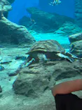 名古屋港水族館に投稿された画像（2026/5/6）