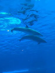 名古屋港水族館に投稿された画像（2026/5/6）