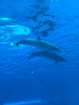 名古屋港水族館に投稿された画像（2026/5/6）