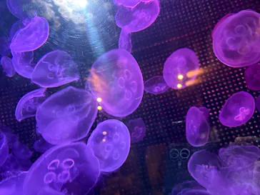 越前松島水族館に投稿された画像（2026/5/6）