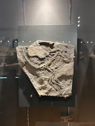 福井県立恐竜博物館に投稿された画像（2026/5/6）