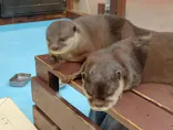 ゼロ距離水族館 伊勢シーパラダイスに投稿された画像（2026/5/6）