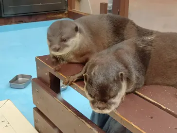 ゼロ距離水族館 伊勢シーパラダイスに投稿された画像（2026/5/6）