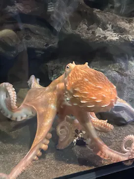 アクアワールド茨城県大洗水族館に投稿された画像（2026/5/6）