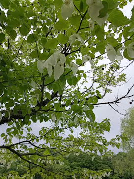 ぎふワールド・ローズガーデンに投稿された画像（2026/5/6）