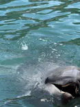 下田海中水族館に投稿された画像（2026/5/6）