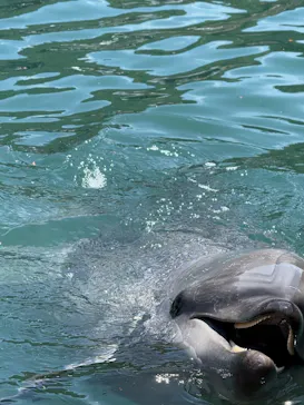 下田海中水族館に投稿された画像（2026/5/6）