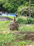 千葉市動物公園に投稿された画像（2026/5/6）