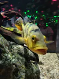 AQUARIUM × ART　atoaに投稿された画像（2026/5/6）