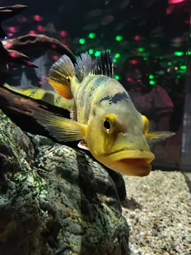 AQUARIUM × ART　atoaに投稿された画像（2026/5/6）