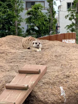 あらかわ遊園に投稿された画像（2026/5/6）