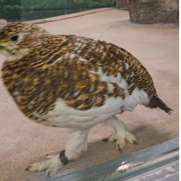 いしかわ動物園に投稿された画像（2026/5/6）