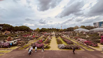 京成バラ園に投稿された画像（2026/5/6）