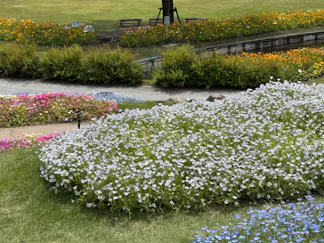 やまぐちフラワーランドに投稿された画像（2026/5/6）