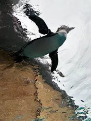 天王寺動物園に投稿された画像（2026/5/6）