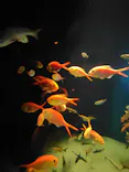 環境水族館アクアマリンふくしまに投稿された画像（2026/5/6）