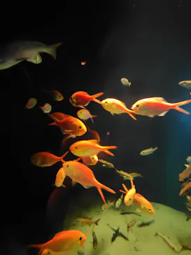 環境水族館アクアマリンふくしまに投稿された画像（2026/5/6）