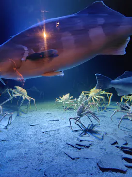 環境水族館アクアマリンふくしまに投稿された画像（2026/5/6）