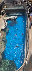 アクアワールド茨城県大洗水族館に投稿された画像（2026/5/6）