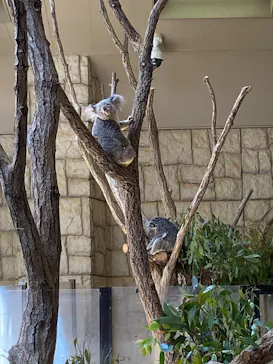 名古屋市東山動植物園に投稿された画像（2026/5/6）