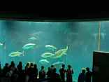 葛西臨海水族園に投稿された画像（2026/5/6）