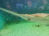 ゼロ距離水族館 伊勢シーパラダイスに投稿された画像（2026/5/6）