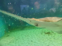 ゼロ距離水族館 伊勢シーパラダイスに投稿された画像（2026/5/6）