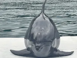うみたま体験パーク 「つくみイルカ島」に投稿された画像（2026/5/6）