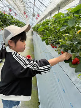 twins farm 真岡いちご園に投稿された画像（2026/5/6）