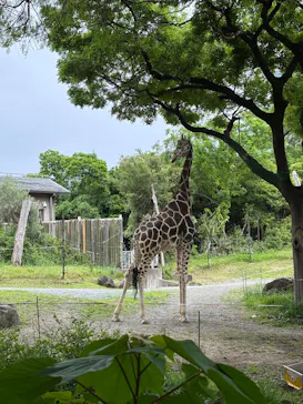 天王寺動物園に投稿された画像（2026/5/6）