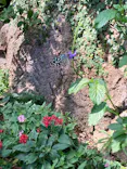 多摩動物公園に投稿された画像（2026/5/6）