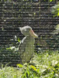 恩賜上野動物園に投稿された画像（2026/5/6）