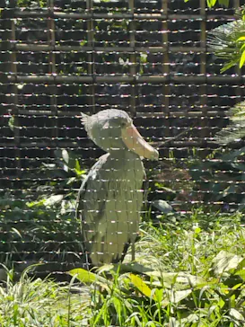 恩賜上野動物園に投稿された画像（2026/5/6）